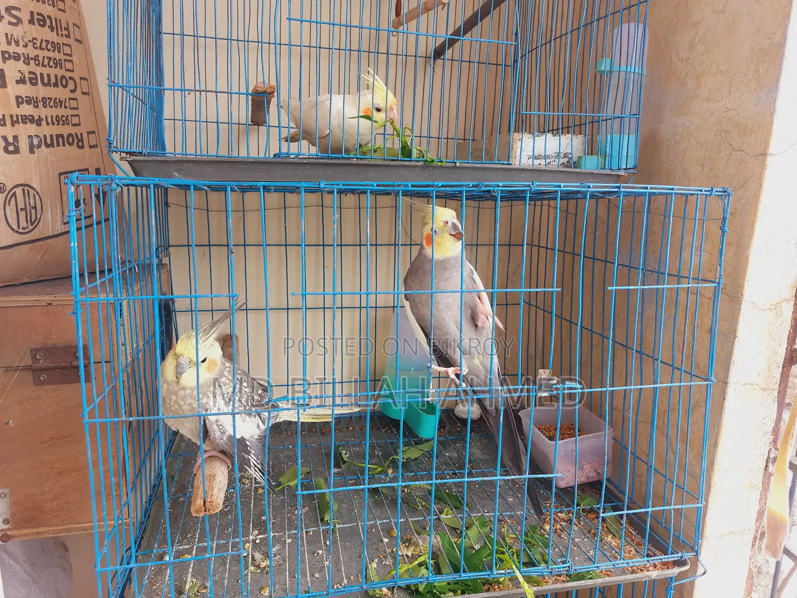Cockatiel Master Pair With Lutino Temp Baby
