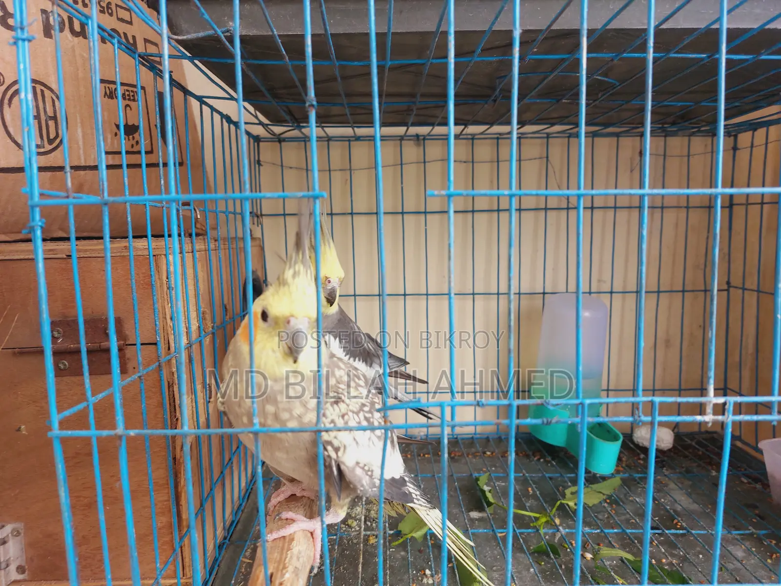 Cockatiel Master Pair With Lutino Temp Baby