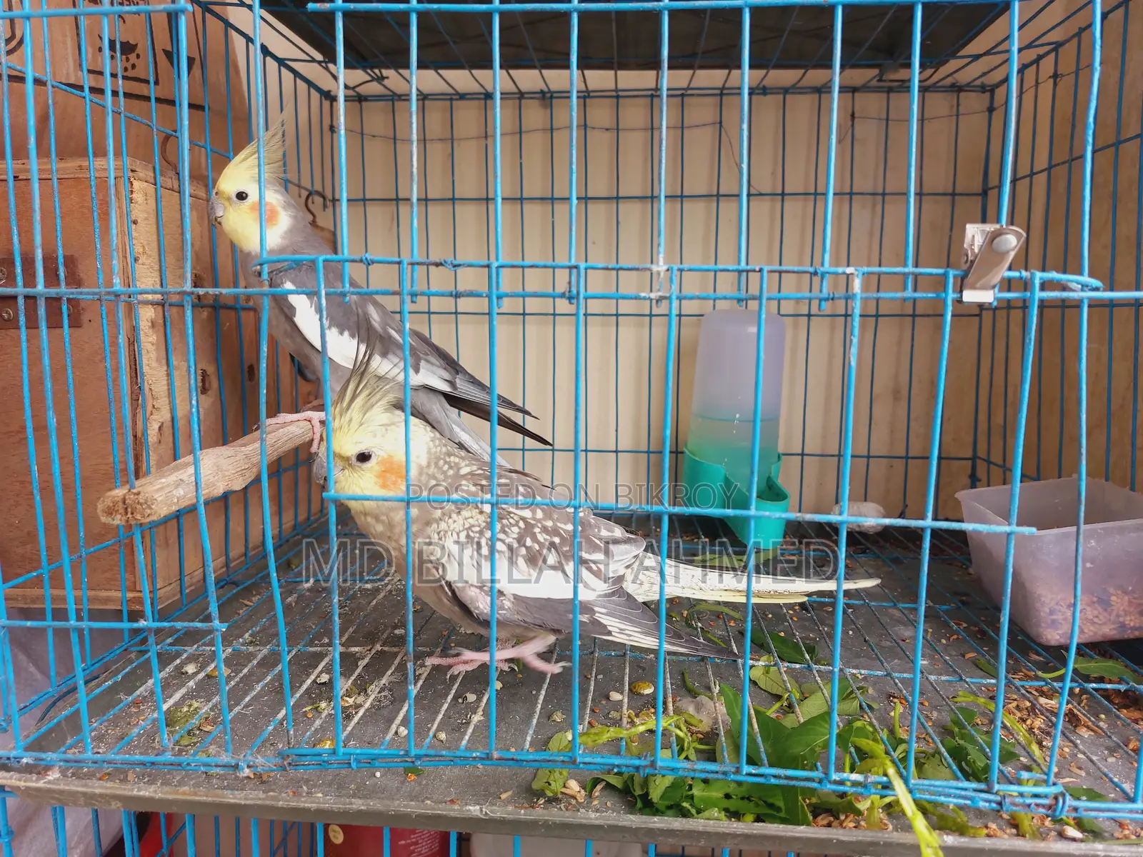 Cockatiel Master Pair With Lutino Temp Baby
