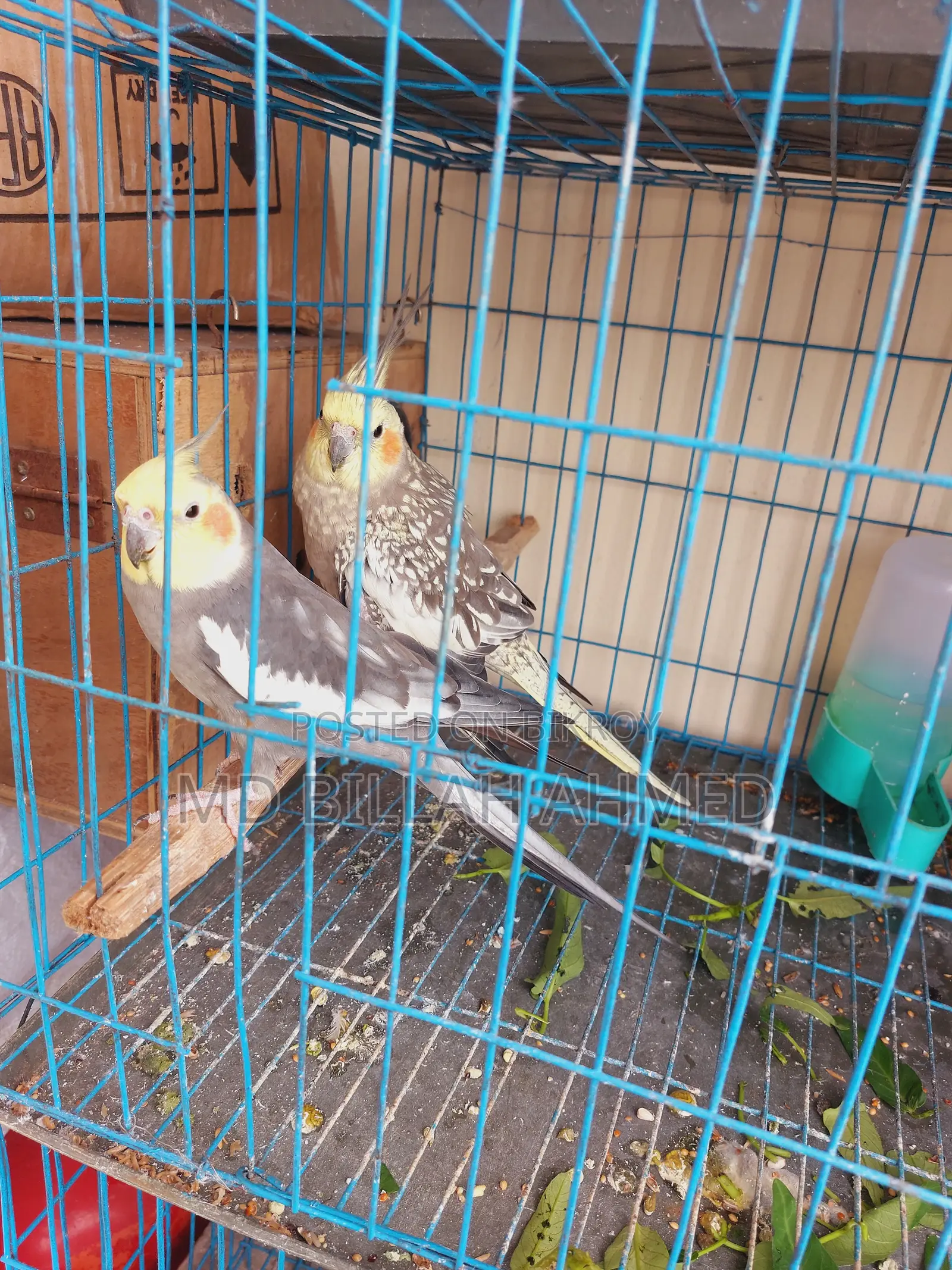 Cockatiel Master Pair With Lutino Temp Baby