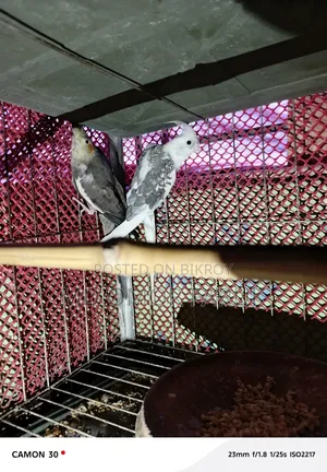 রানিং ডিম বাচ্চা করা ককাটেল পাখি বিক্রি হবে,
