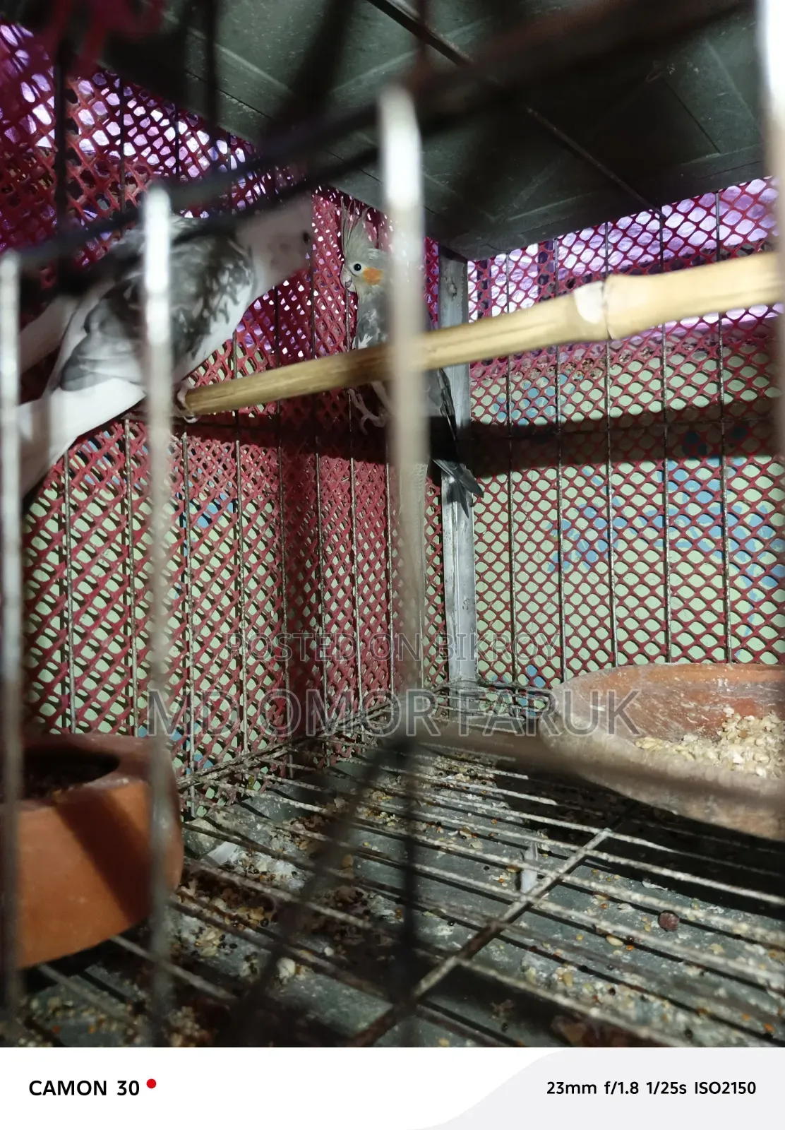 রানিং ডিম বাচ্চা করা ককাটেল পাখি বিক্রি হবে,