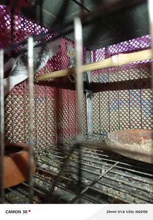 রানিং ডিম বাচ্চা করা ককাটেল পাখি বিক্রি হবে,