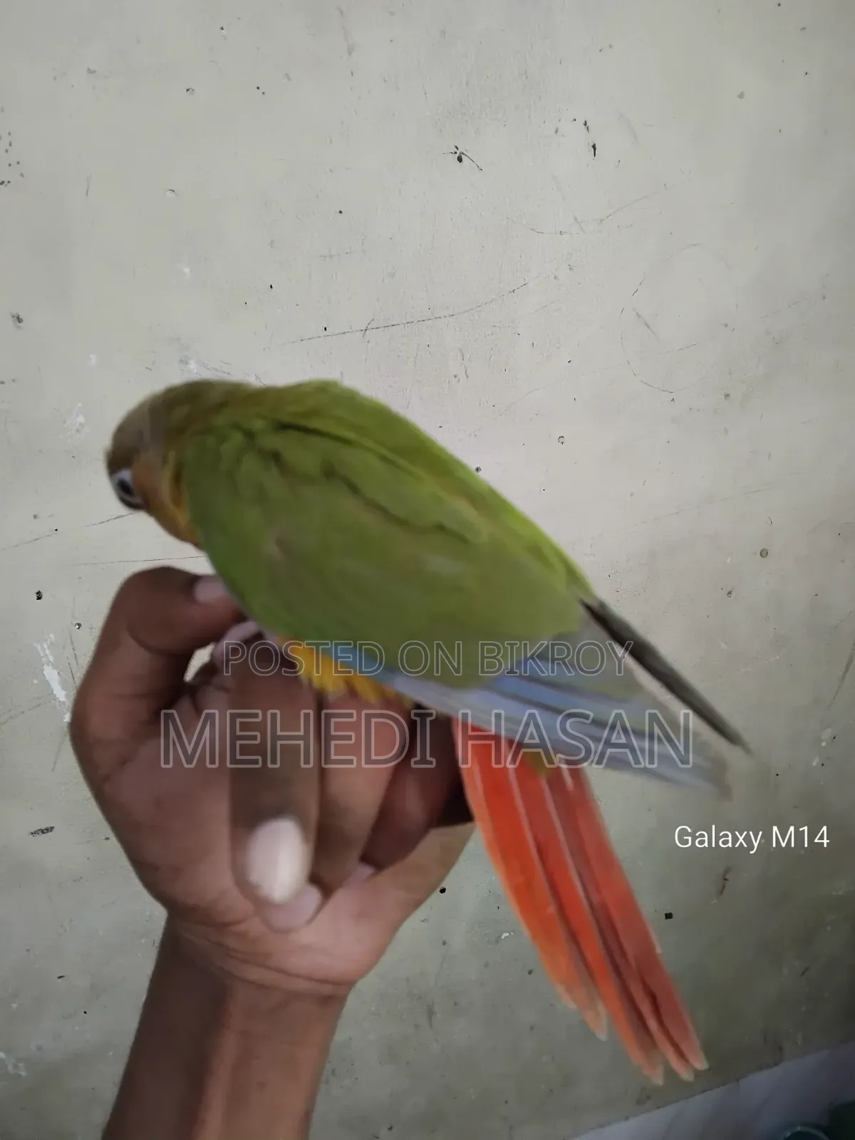 ৪ মাসের বেশি বয়সি সম্পূর্ণ পোষ মানা মাত্র একটি পাইনএপল কোনূর (একটি পিস)