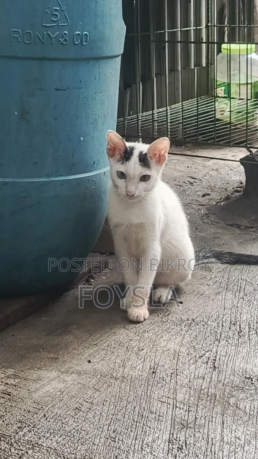 1-3 Months Male Purebred Bengal