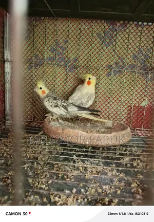 রানিং ১ জোড়া ককাটেল পাখি বিক্রি করা হবে!