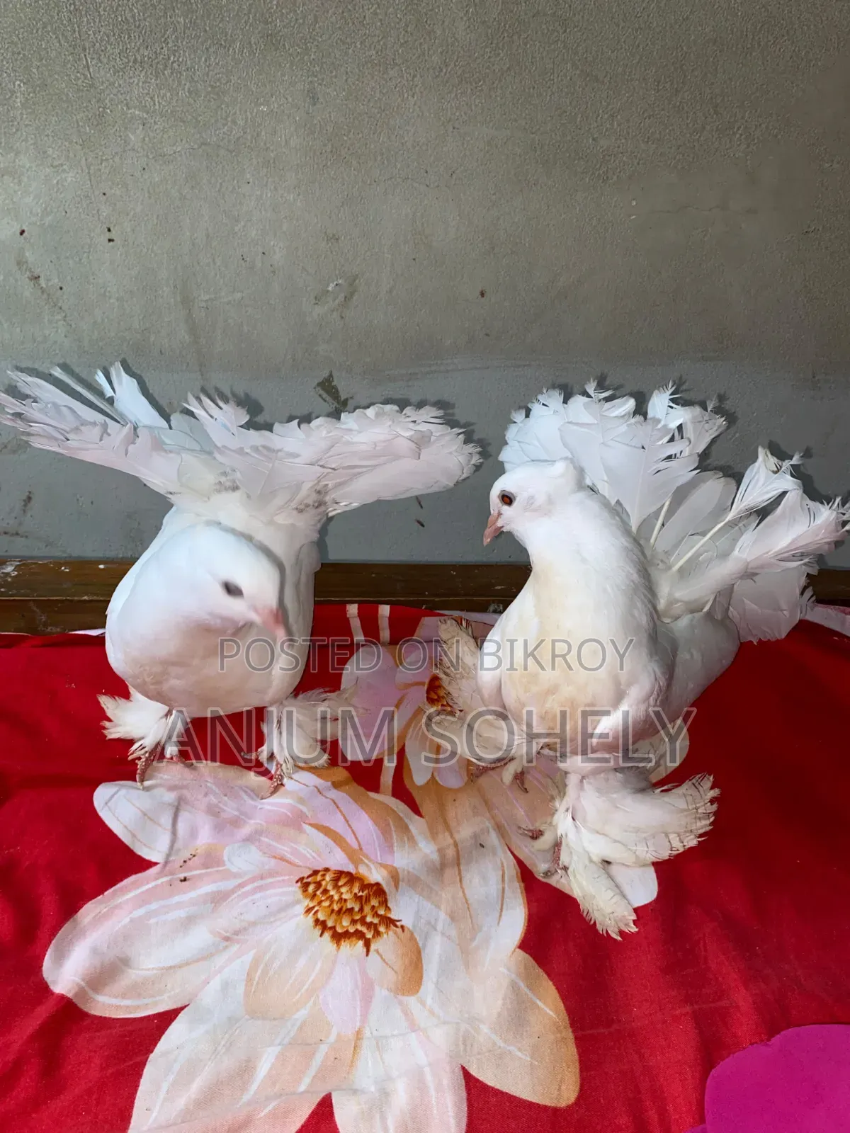 Pair of two-month-old Lakha pigeons for sale.