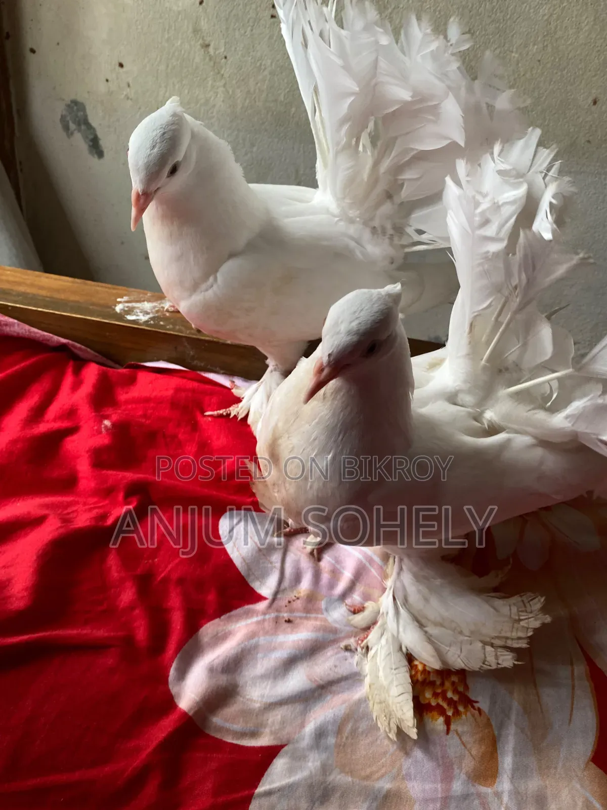 Pair of two-month-old Lakha pigeons for sale.
