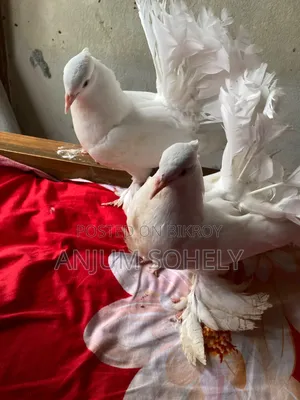 Pair of two-month-old Lakha pigeons for sale.