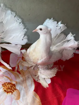 Pair of two-month-old Lakha pigeons for sale.