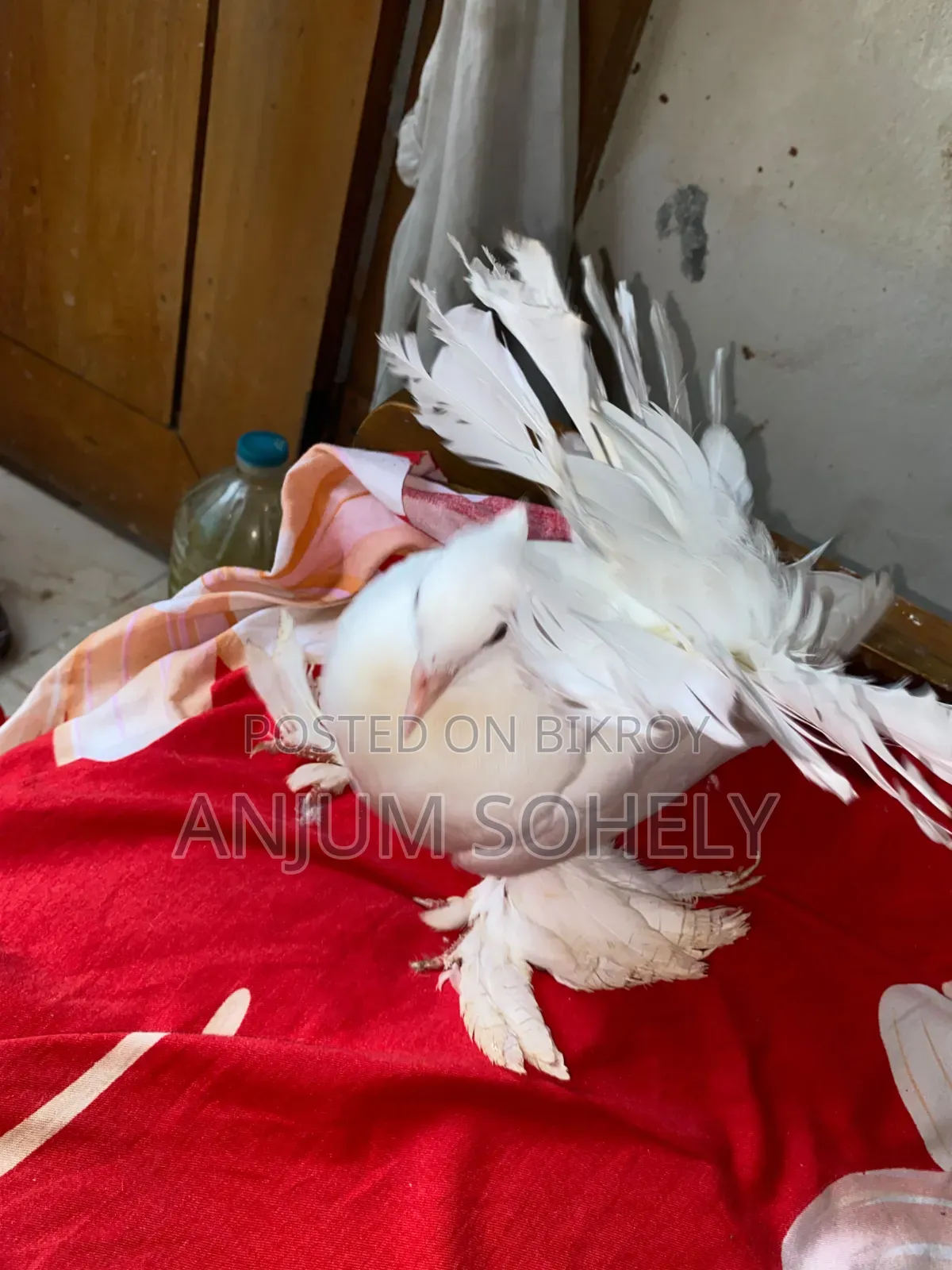 Pair of two-month-old Lakha pigeons for sale.
