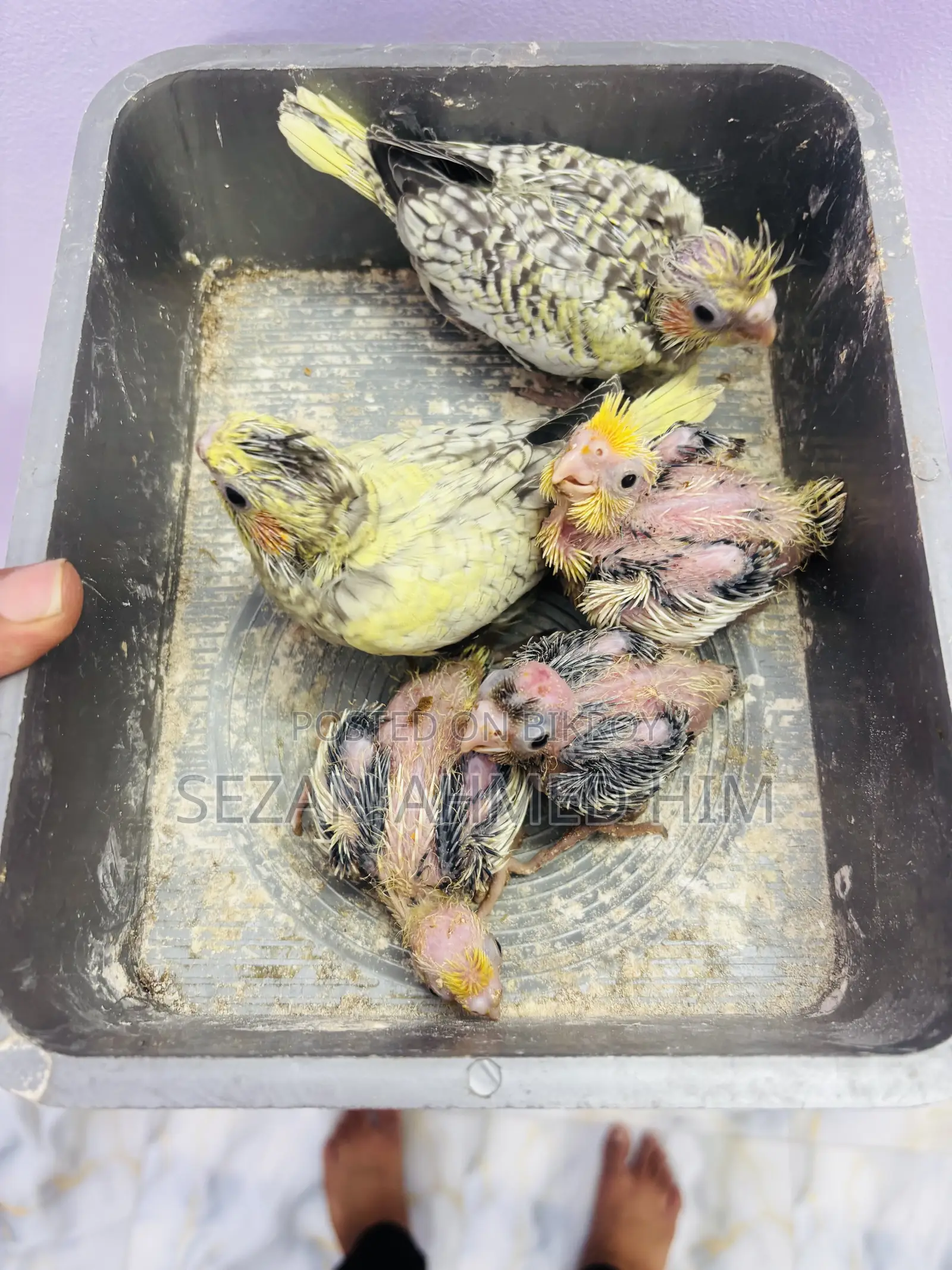 Cocktail Baby