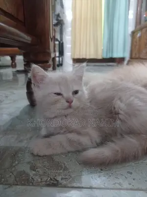 ১-৩ মাস বয়সী ফিমেল মিক্সড ব্রিড পার্সিয়ান
