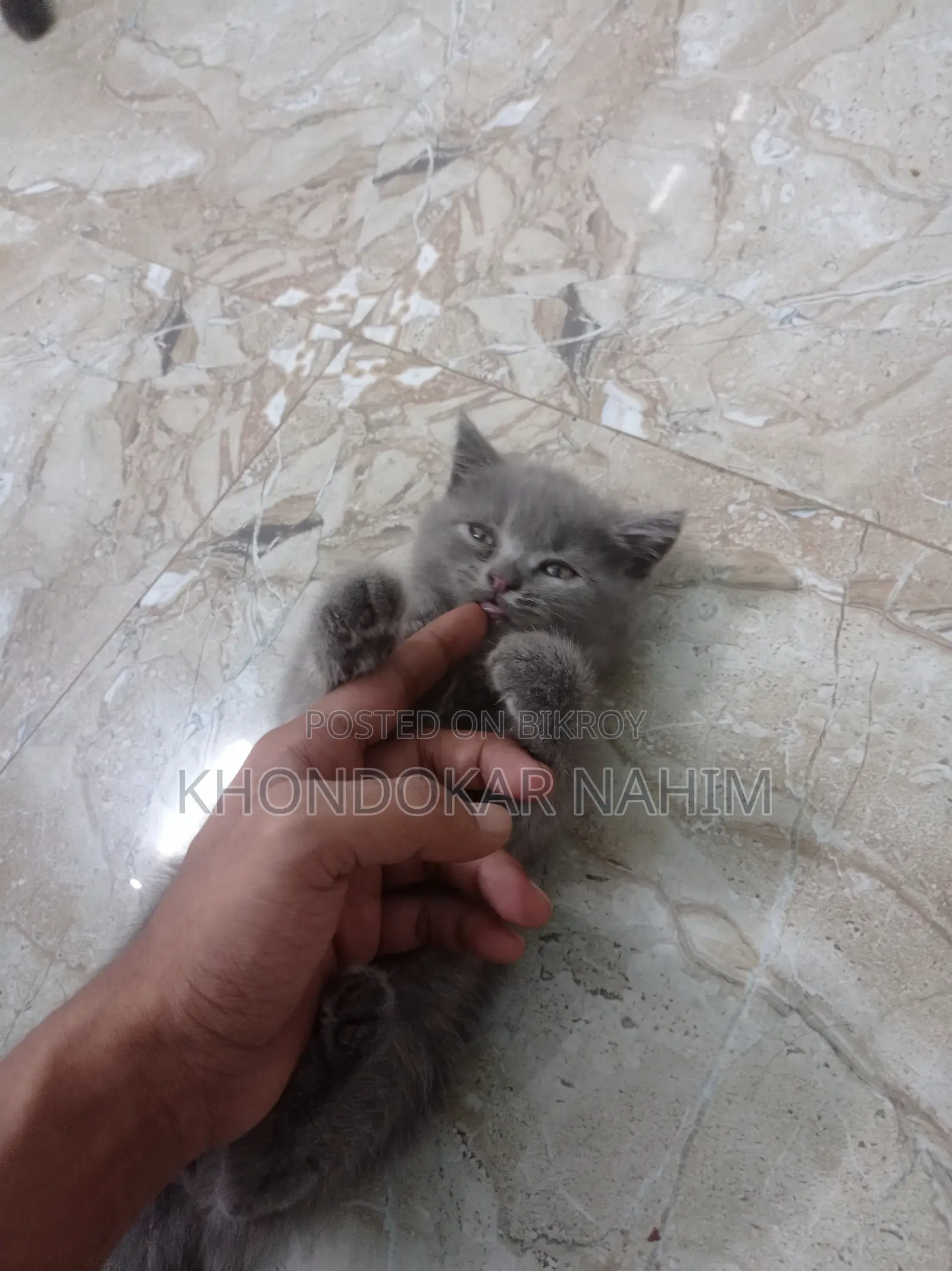 ১-৩ মাস বয়সী ফিমেল মিক্সড ব্রিড পার্সিয়ান