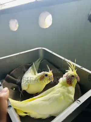 Lutino Cockatiel Baby