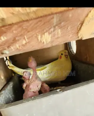 Cocktail Baby with Pair