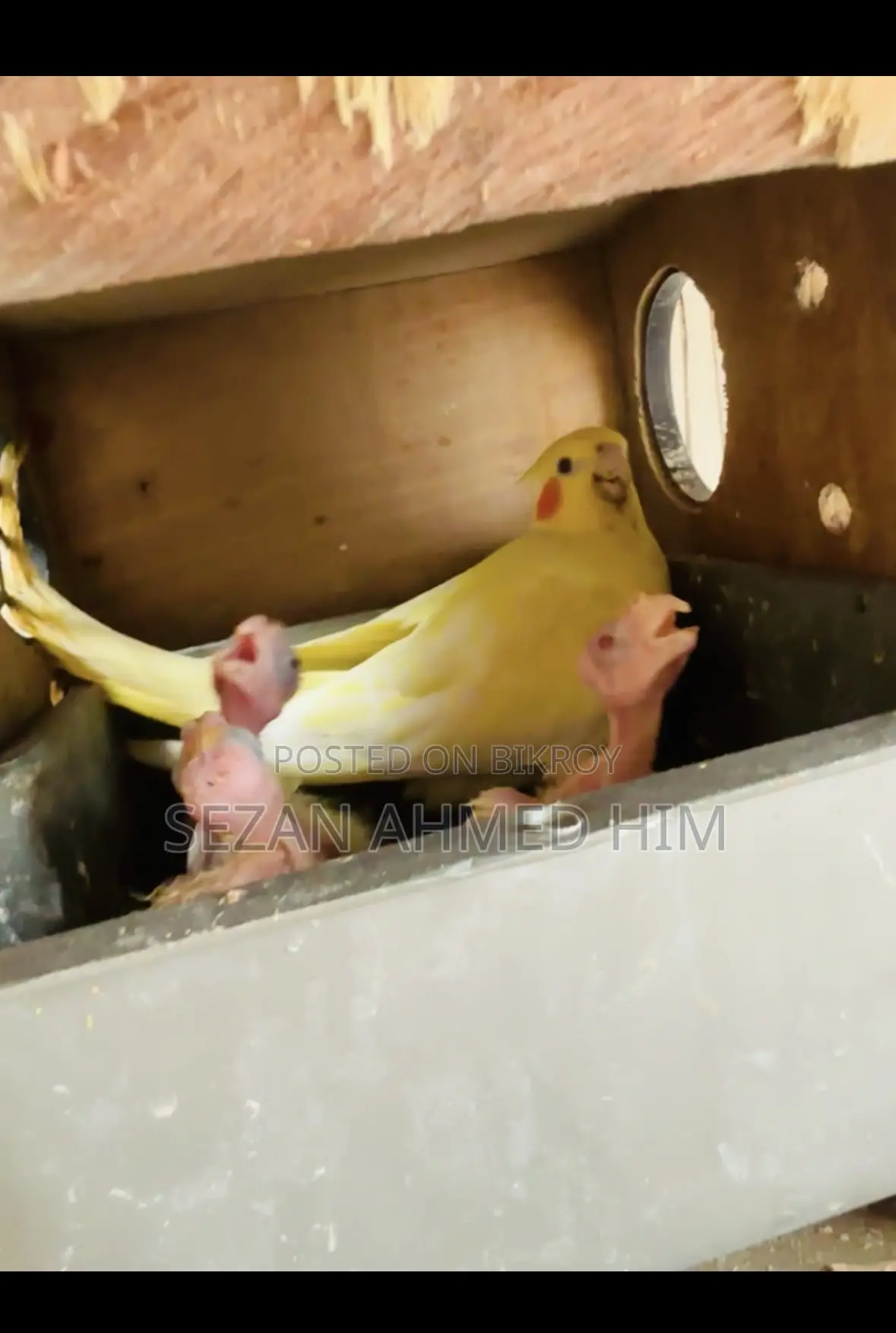 Cocktail Baby with Pair