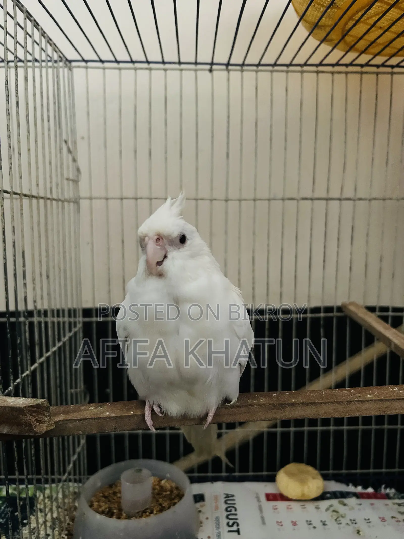 Albino Cockatiel Baby