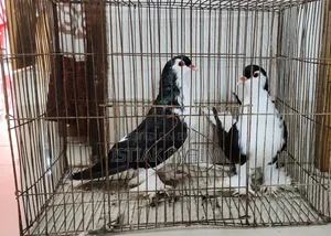 এক জোড়া সুন্দর (Lahori) লাহোরি কবুতর বিক্রি হবে।
