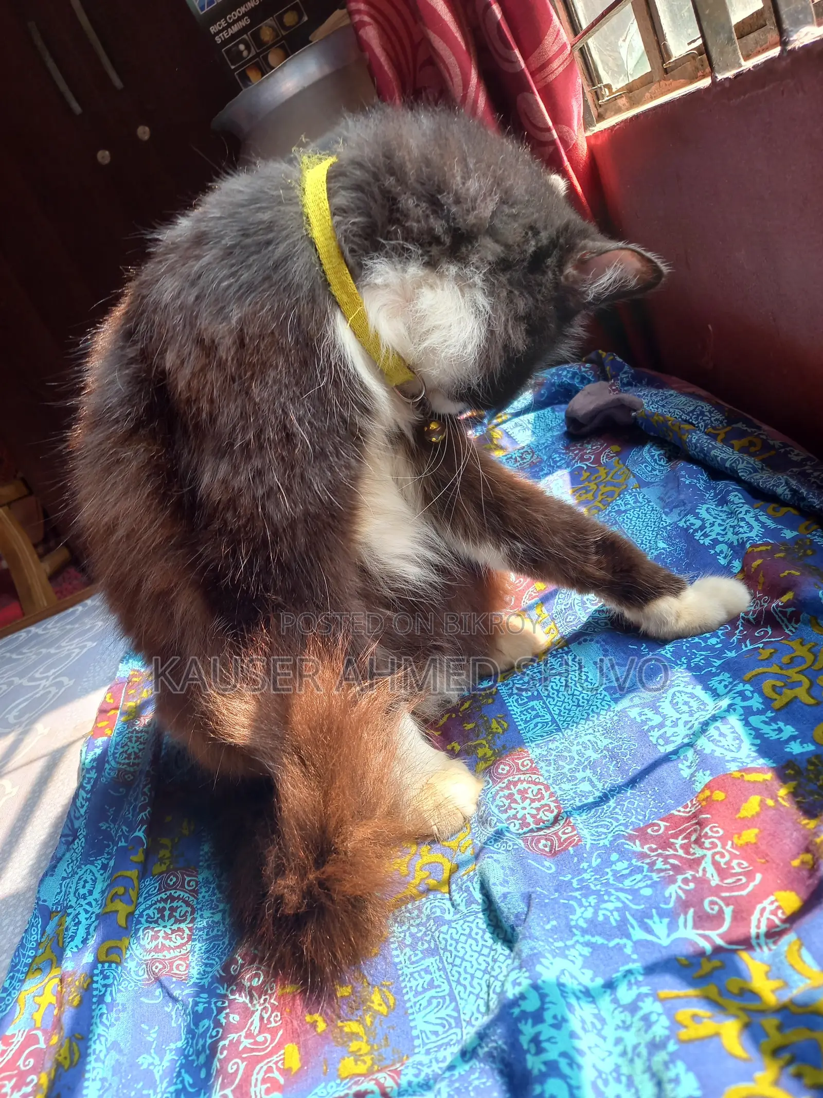 1+ Year Female Mixed Breed Persian