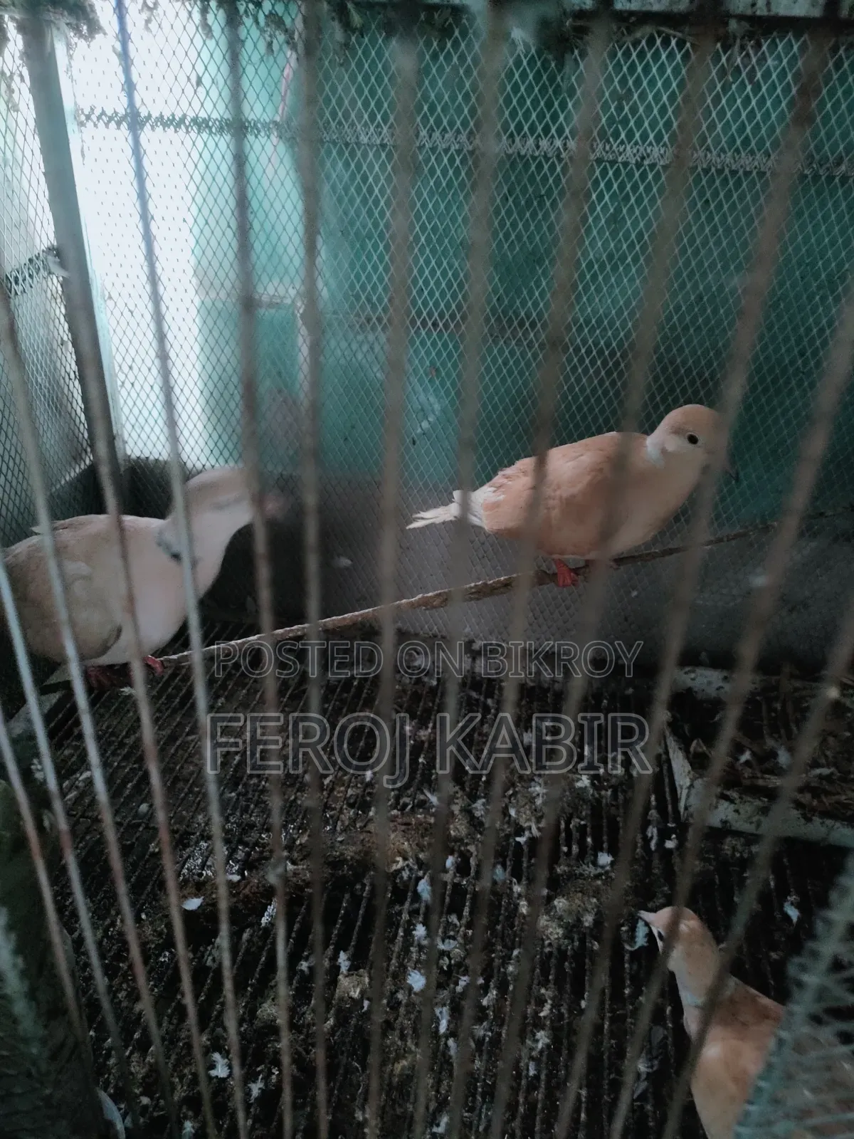Australian Dove