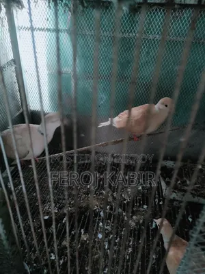 Australian Dove