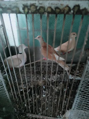 Australian Dove
