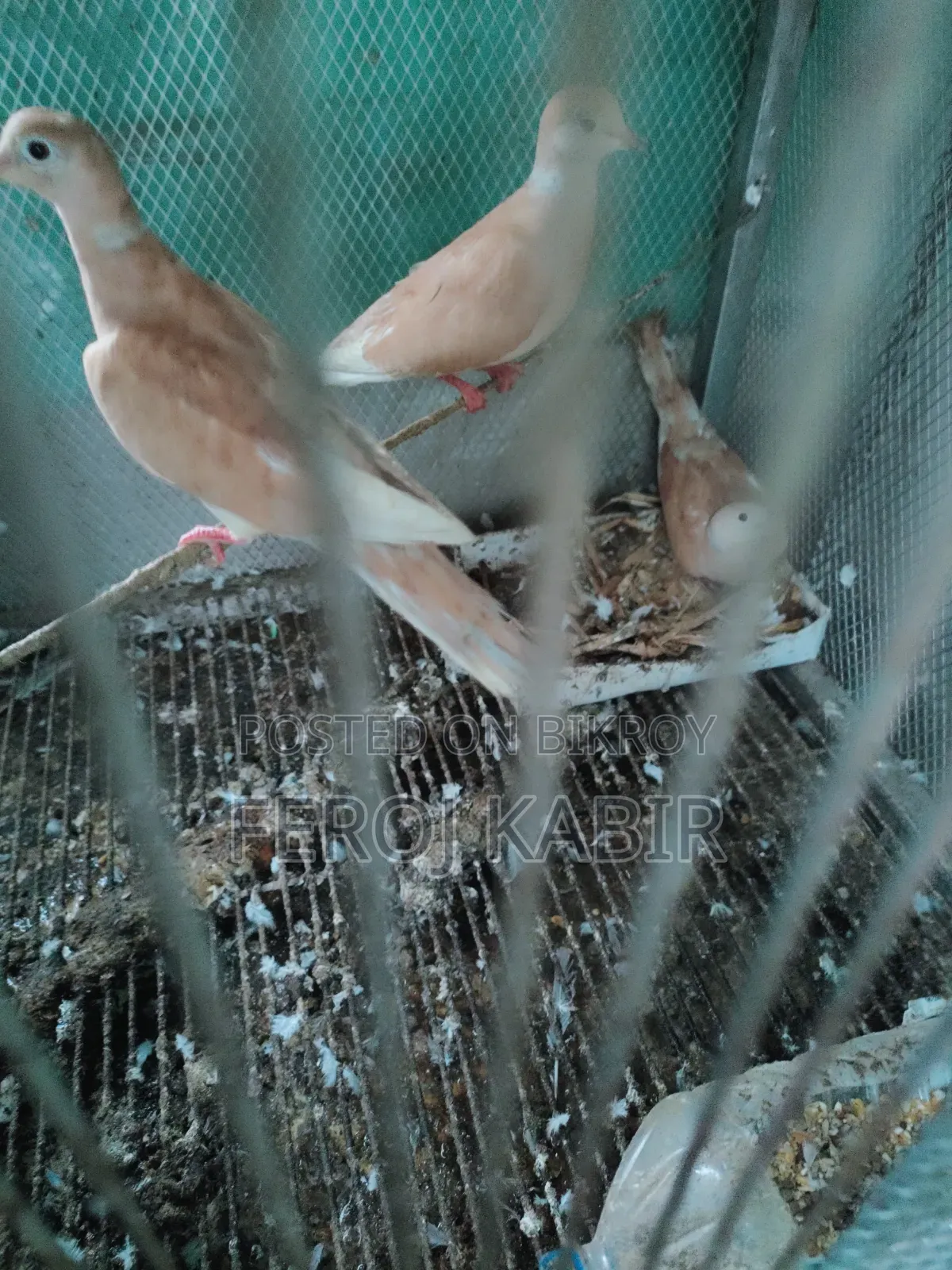 Australian Dove