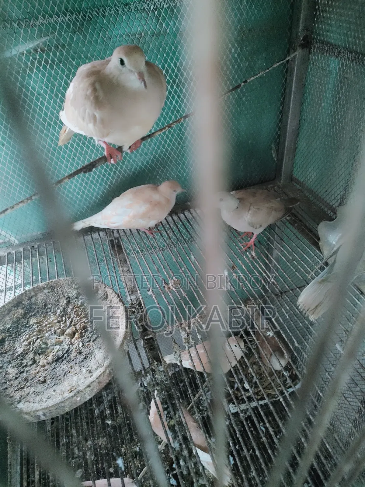 Australian Dove