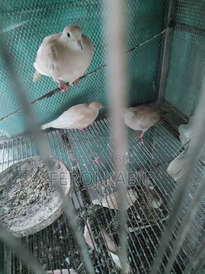 Australian Dove