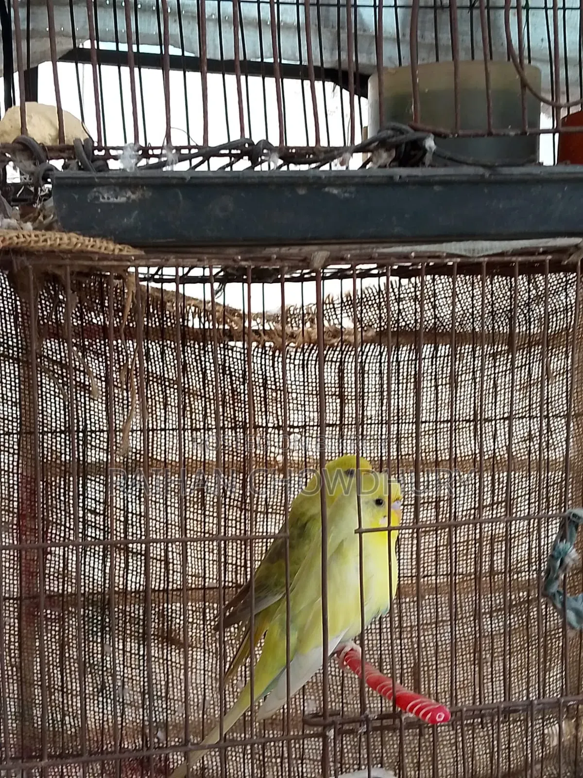 1 Pair of Budgie Birds for Sale, Fully Running