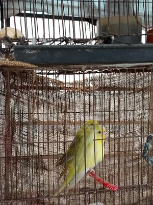 1 Pair of Budgie Birds for Sale, Fully Running