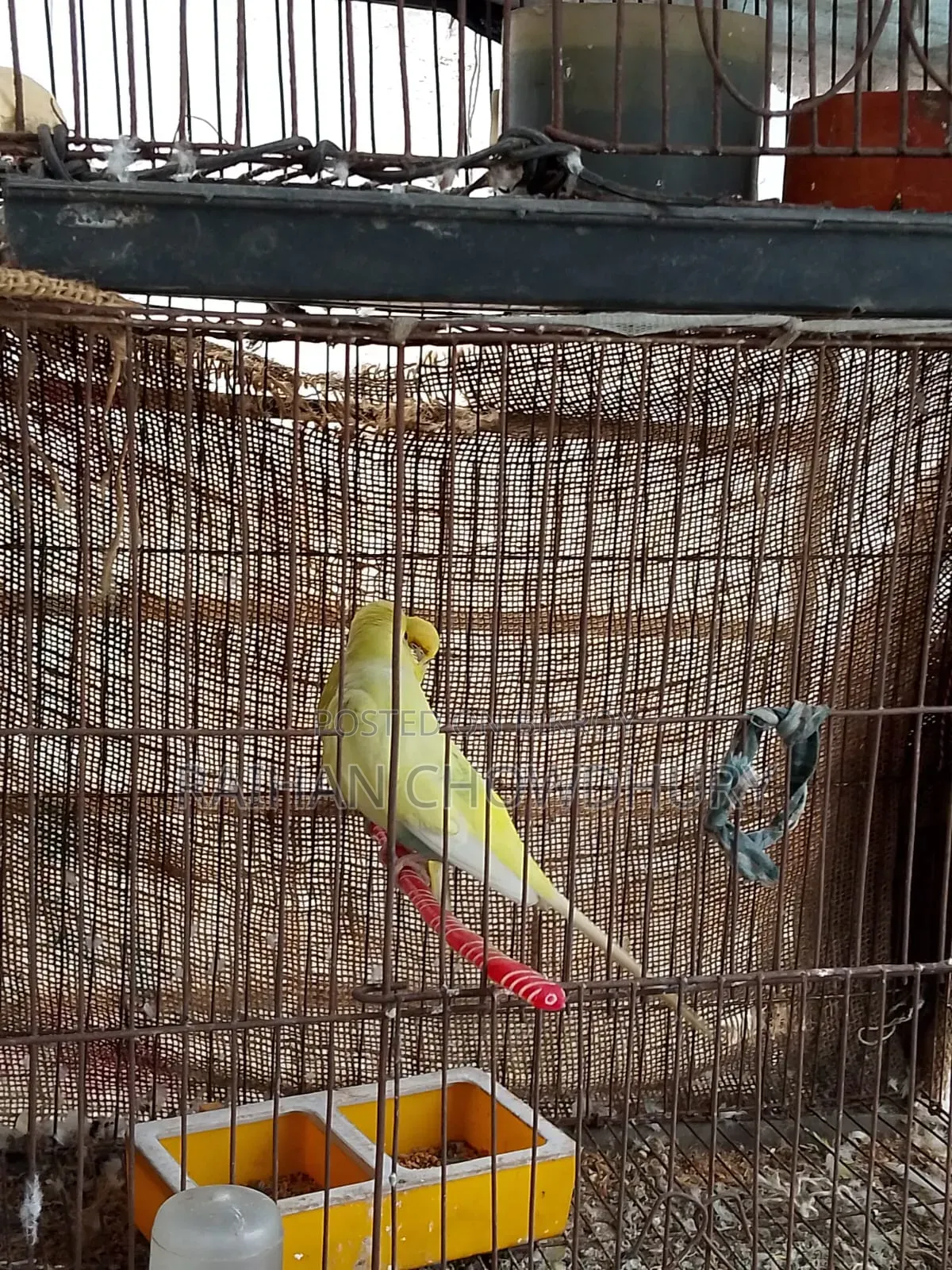 1 Pair of Budgie Birds for Sale, Fully Running