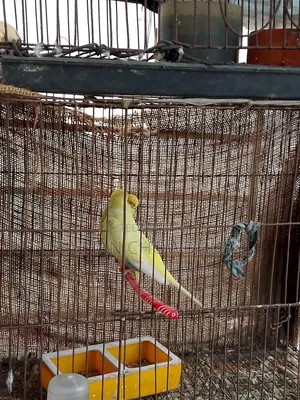 1 Pair of Budgie Birds for Sale, Fully Running