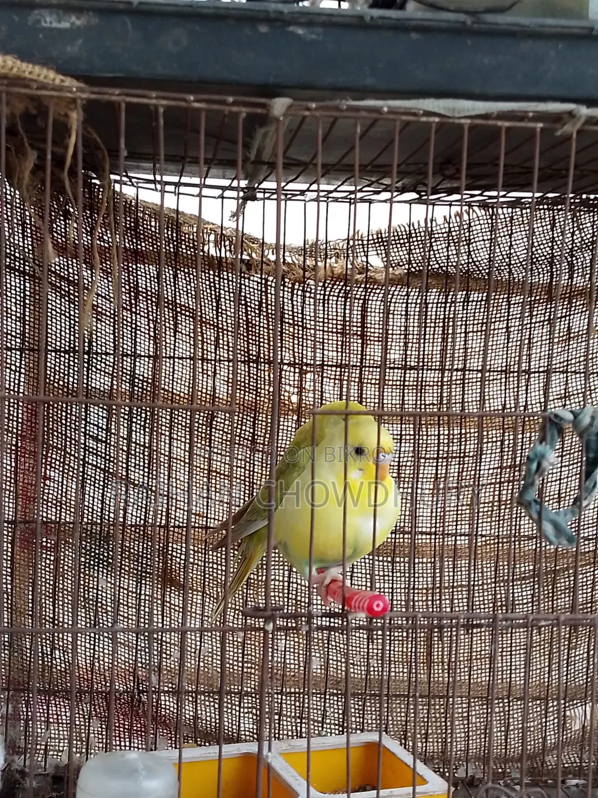 1 Pair of Budgie Birds for Sale, Fully Running
