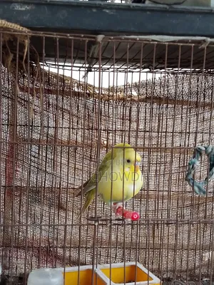 1 Pair of Budgie Birds for Sale, Fully Running
