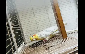Cocktail Baby with Pair