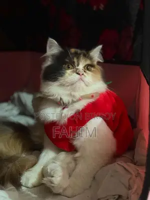 1+ Year Male Purebred Persian