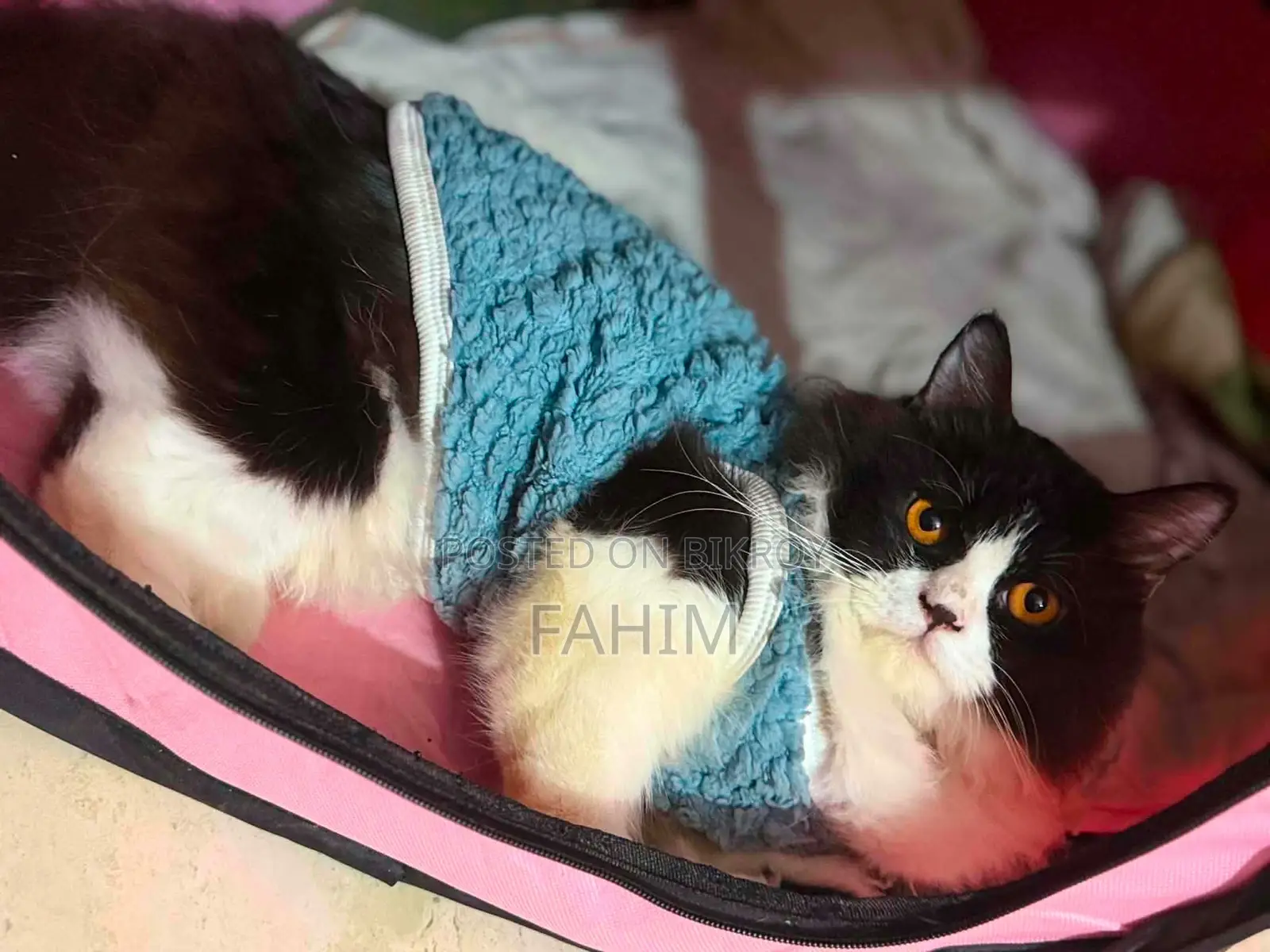 1+ Year Male Purebred Persian