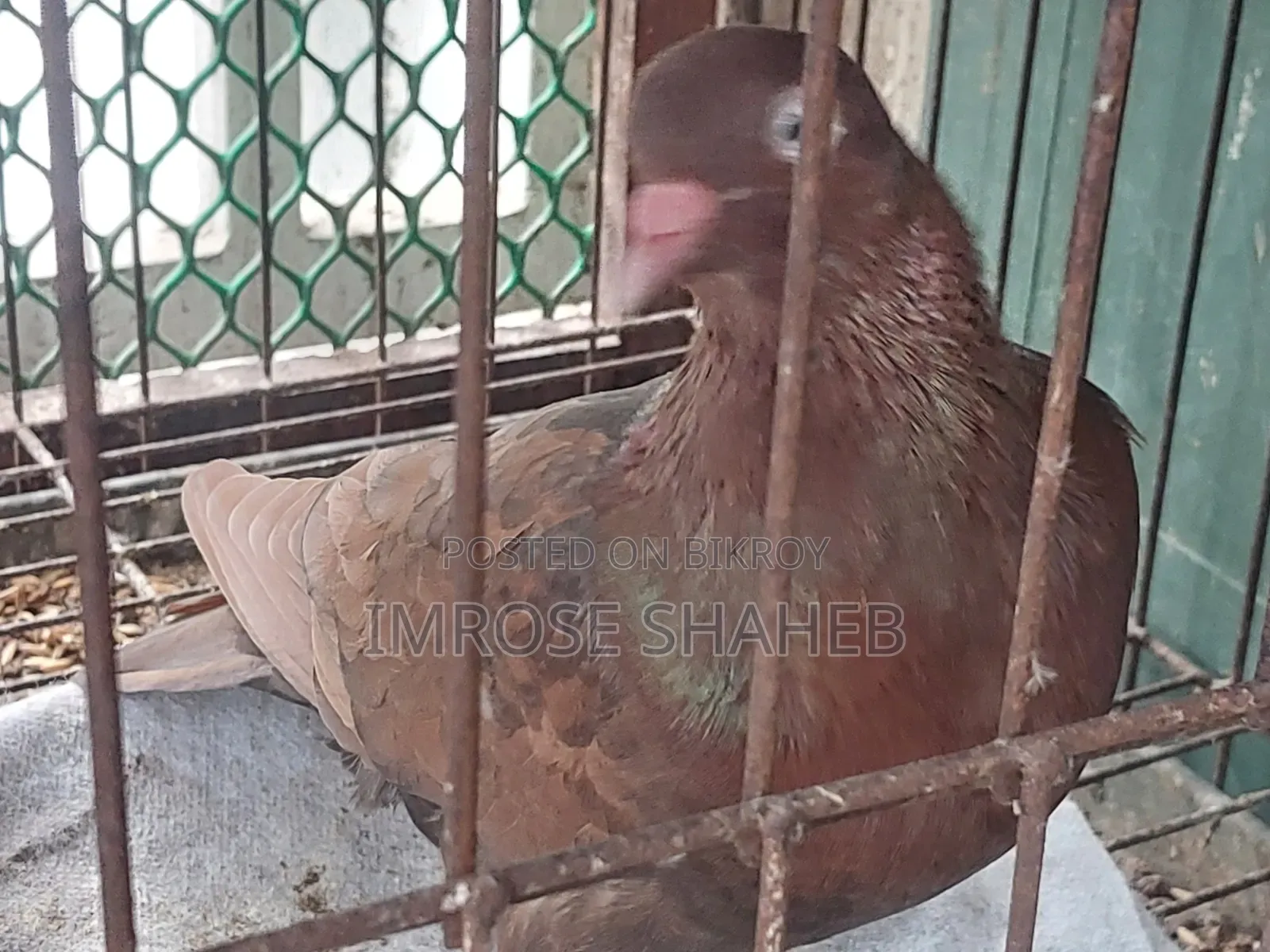 A pair of breeding adult pigeons for sale!