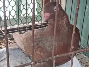 A pair of breeding adult pigeons for sale!
