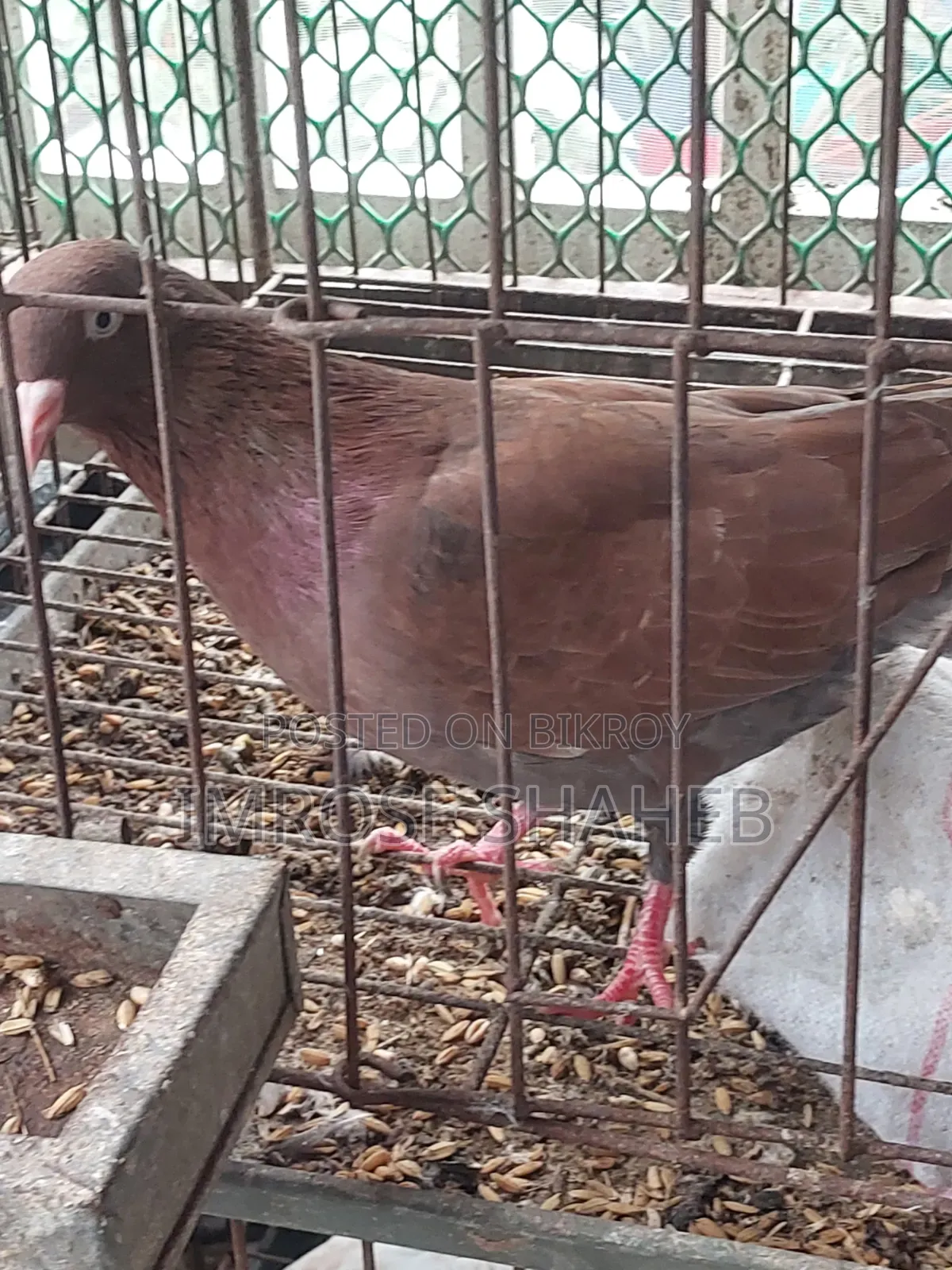 A pair of breeding adult pigeons for sale!