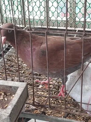 A pair of breeding adult pigeons for sale!