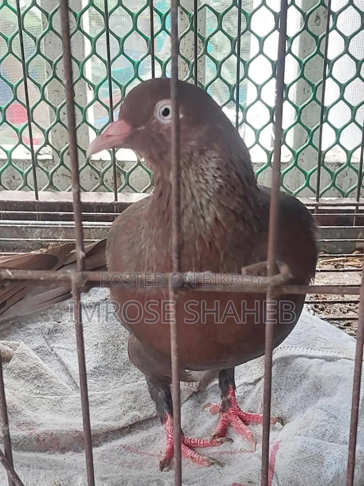 A pair of breeding adult pigeons for sale!