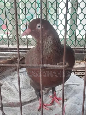 A pair of breeding adult pigeons for sale!