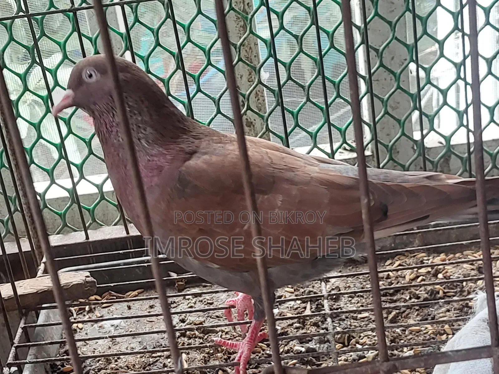 A pair of breeding adult pigeons for sale!