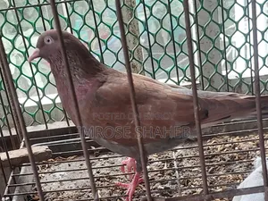 A pair of breeding adult pigeons for sale!