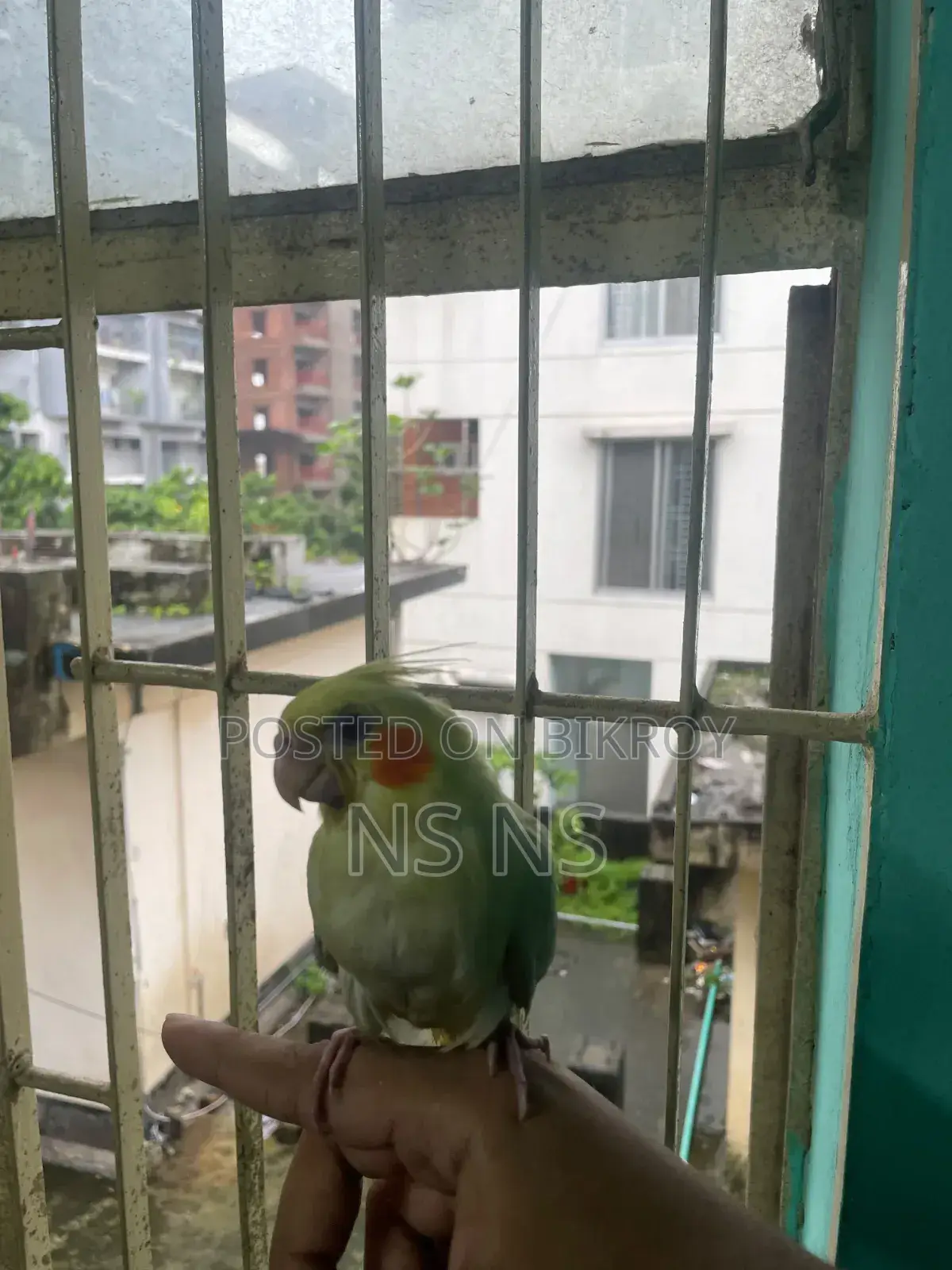 Cockatiel Bird Tame Self Feed Hand Feed