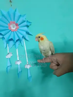 Cockatiel Bird Tame Self Feed Hand Feed