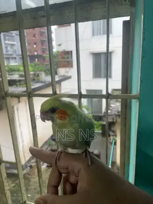 Cockatiel Bird Tame Self Feed Hand Feed
